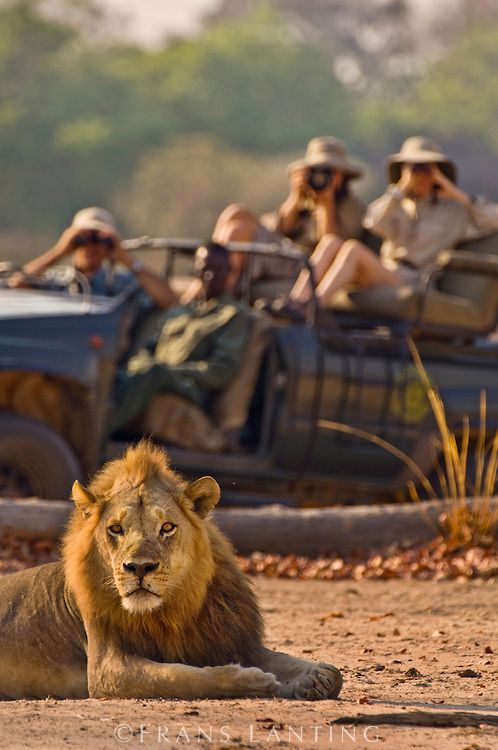 How to Enjoy Wildlife Travel Without Causing Troubles