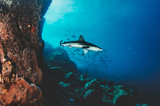 Blacktip reef ocean shark swimming in tropical underwaters. 