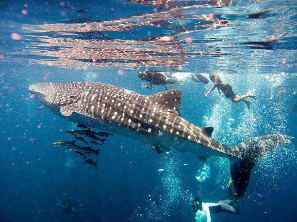 Whale shark diving indonesia