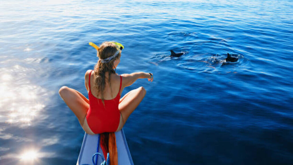 dolphin watching excursions