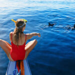 dolphin watching excursions